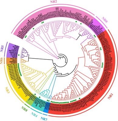 Genome-Wide Characterization of the Nuclear Receptor Gene Family in Macrostomum lignano Imply Its Evolutionary Diversification